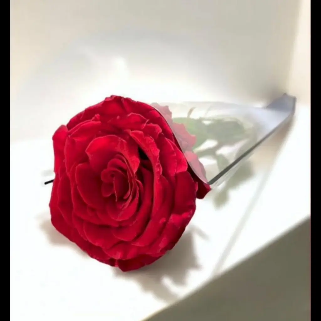 ورد أحمر حبة